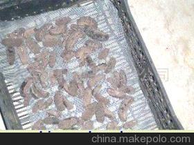 墨西哥干海参的优选之道——大连兆轩食品匠心呈献